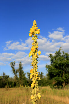 A tall yellow Verbascum thapsus flower spike standing against a bright blue summer sky background