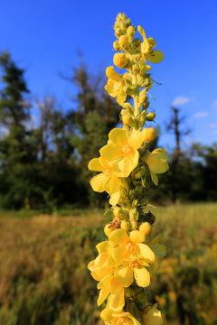 Tall yellow Verbascum thapsus flower blooming in a sunny meadow against a clear blue sky background