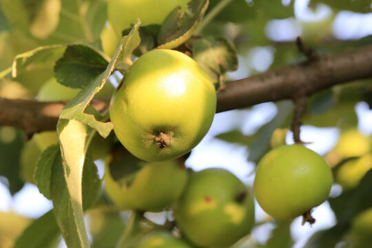 Fresh green apples ripening on a tree branch in a sunny orchard during the late summer season