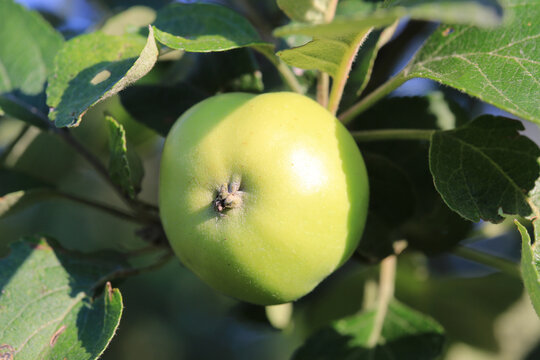 A single fresh green apple ripening on a branch surrounded by vibrant leaves in an orchard setting