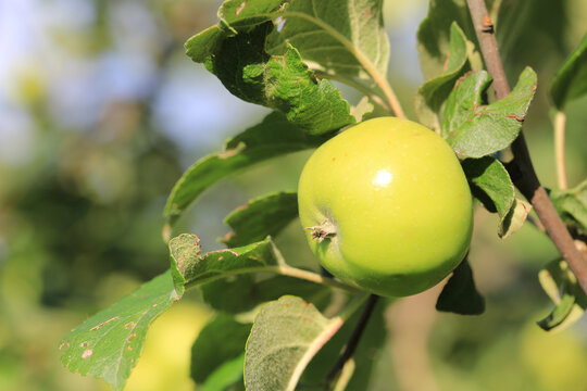 A single fresh green apple ripening on a tree branch in a sunny orchard during the summer season