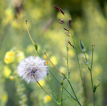 Close up of a fluffy dandelion seed head in a vibrant meadow during a sunny spring afternoon