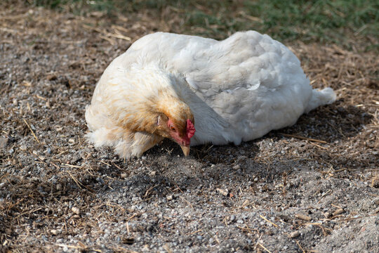 Ornamental laying hen, breeds, azur, padovana, pekin bantam, ardennaise, affectionate and gentle, small to medium sized eggs