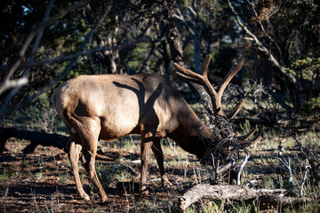 Obraz premium Wild elk grazing in forest. Majestic deer with large antlers. Peaceful wildlife with deer in nature. Deer feeding among trees and sunlight. Elk with grazing in sunlight. Wild deer feeding in forest.