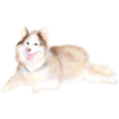 Fluffy Husky Lying Down Pastel Vector Illustration © Nazma