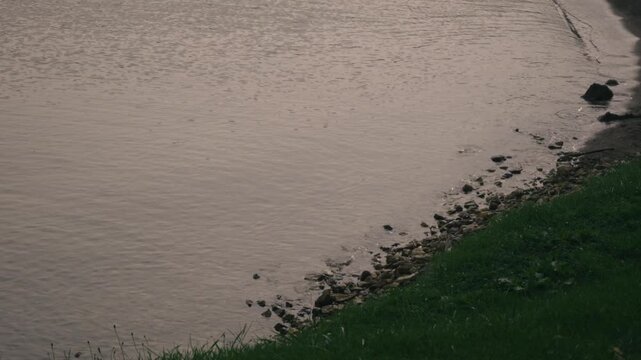 Calm Ripples Along a Quiet Lakeshore
