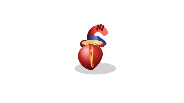 anatomical anatomical heart anatomy animated icon animation beat background burning heart cardiology cartoon couple excitement feelings health healthcare