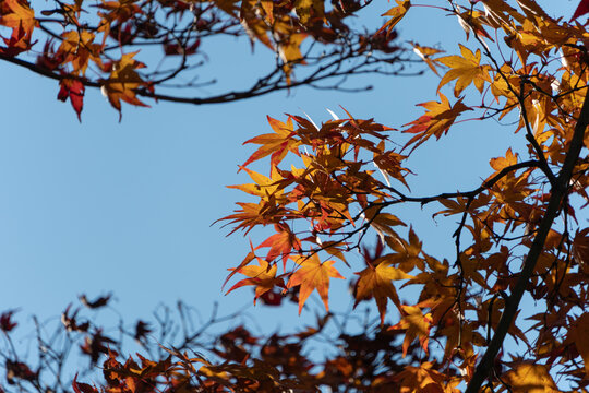 Bright Red Maple Leaves Against Clear Blue Sky in Autumn Japan