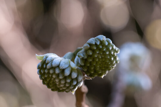 Macro Close-Up of Edgeworthia Chrysantha Buds Preparing to Bloom in Spring
