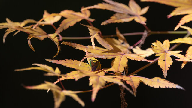 Yellow Japanese Maple Leaves and Green Shield Bug on Dark Background in Autumn