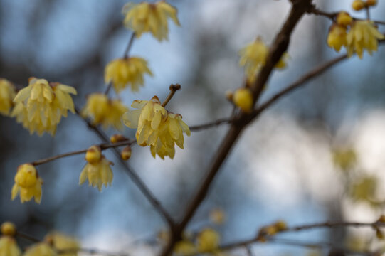 Yellow Wintersweet Flowers Blooming on Branches against Soft Bokeh Background in Spring