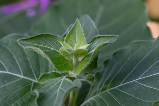 Fresh Green Leaves and Sprouting Shoots Flourishing Under Soft Sunlight in Nature