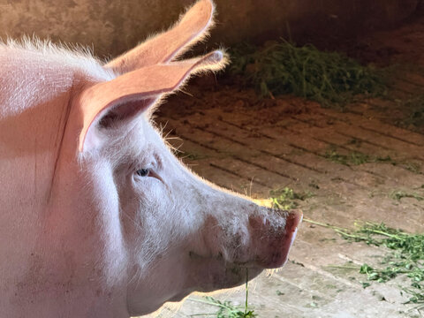 Pig hog in the pigpen