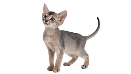 Cute small grey abyssinian puppy kitten domestic pet feline isolated on transparent background © Daniel
