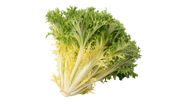 Bunch of fresh green curly endive chicory leaf raw salad isolated on transparent background