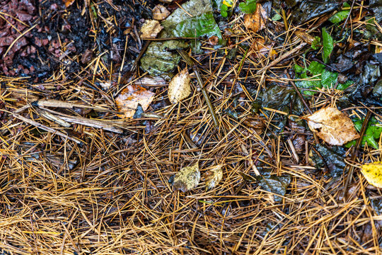 Ground cover texture of fallen dry pine needles and wet autumn leaves