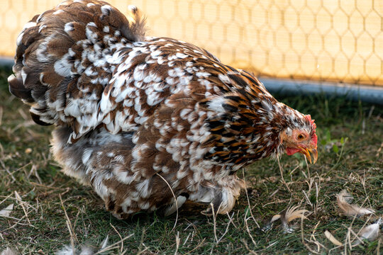 Ornamental laying hen, breeds, azur, padovana, pekin bantam, ardennaise, affectionate and gentle, small to medium sized eggs