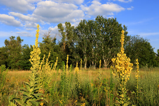 A vibrant field of Verbascum thapsus plants under a bright blue sky with fluffy white clouds during a warm and peaceful afternoon in the countryside