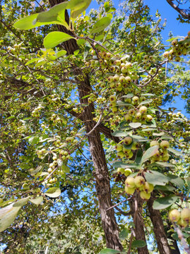 unripe green wild pears hanging on thorny branches against clear blue sky. Fresh ripening fruit growing on tree in warm summer nature. Botany, agriculture, and ecology concept.