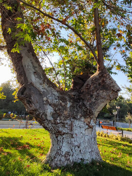 Old plane tree trunk with peeling bark splitting into branches in city park. Sunlight shining through green and yellow leaves against clear sky background. Nature, botany and urban ecology concept.