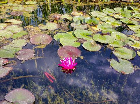 Bright pink water lily flower blooming among green and purple lily pads on dark pond water. Sky reflection and algae visible. Nature, botany, and summer ecology concept.