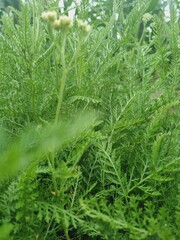 green yarrow Achillea millefolium leaves © VestalisArt