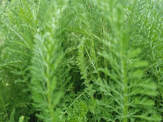 green yarrow Achillea millefolium leaves © VestalisArt