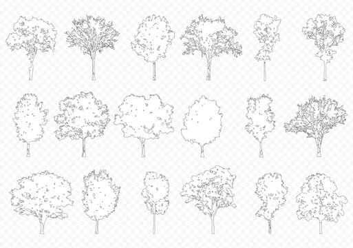 Vector trees in elevation view for use in architectural drawings isolated on transparent background