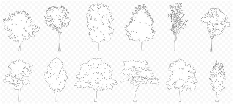 Vector trees in elevation view for use in architectural drawings isolated on transparent background