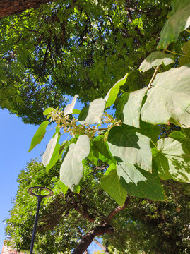 Young Idesia polycarpa fruits and large heart-shaped green leaves on tree branches against clear blue sky background. Botany, dendrology and summer nature concept.