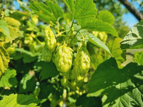 young, fresh green hops on a branch