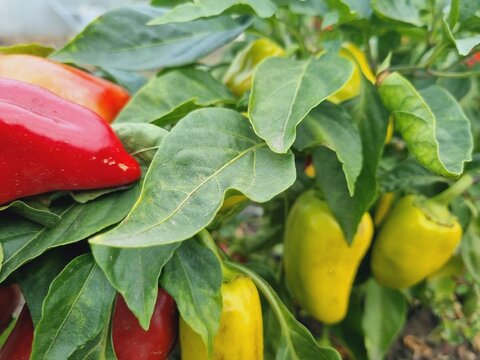 ripe green, orange, and red peppers on the vine