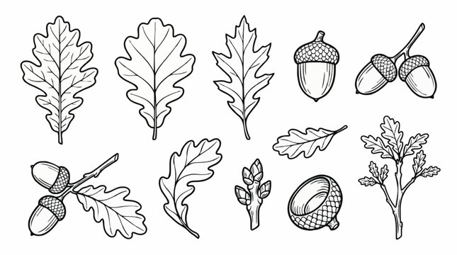 a flat vector illustration of various oak tree leaves acorns and branches in black outline