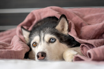 Siberian husky hiding under soft pink linen blanket, hiding place nobody argues about, frame worth keeping in whole collection. Wide shot. Concept of warm blanket as favourite place of dog © iwavephoto