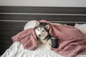 Adult husky peeking out of warm blanket on bed, hiding place nobody argues about, scene that modern brands keep asking for. Wide shot. Concept of warm blanket as favourite place of dog © iwavephoto