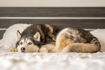 Siberian husky sleeping curled on white bed linen, position repeated every single day, detail that turns ordinary hour into content. Wide shot. Concept of sleeping dog in quiet home bedroom © iwavephoto