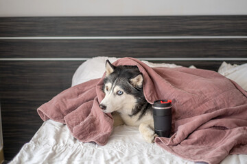Siberian husky hiding under soft pink linen blanket, fabric pulled over whole animal, image made for honest content marketing. Wide shot. Concept of warm blanket as favourite place of dog © iwavephoto