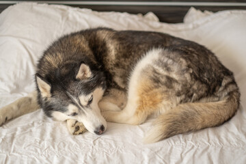 Siberian husky sleeping curled on white bed linen, position repeated every single day, moment impossible to repeat on second day. Wide shot. Concept of sleeping dog in quiet home bedroom © iwavephoto