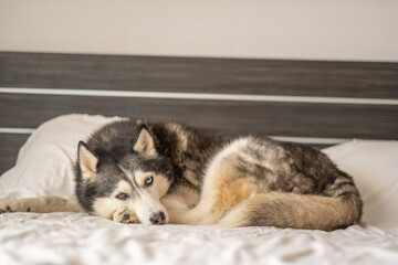 Adult husky sleeping alone on empty double bed, position repeated every single day, moment impossible to repeat on second day. Wide shot. Concept of sleeping dog in quiet home bedroom © iwavephoto