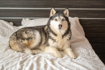 Adult husky sleeping alone on empty double bed, position repeated every single day, image made for honest content marketing. Wide shot. Concept of sleeping dog in quiet home bedroom © iwavephoto