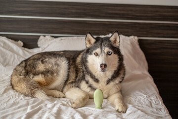 Siberian husky beside green unbranded bottle of pet cosmetics, product presented with real animal, scene instead of flat lay. Wide shot. Concept of pet cosmetics presented with live dog © iwavephoto