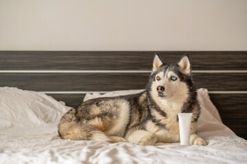 Siberian husky lying on bed beside blank tube of shampoo, mockup impossible to build from flat lay, frame for petcare campaign. Wide shot. Concept of pet shampoo packaging shown with real dog © iwavephoto