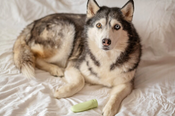 Siberian husky beside green unbranded bottle of pet cosmetics, bottle standing near resting northern dog, image for animal brand. Wide shot. Concept of pet cosmetics presented with live dog © iwavephoto