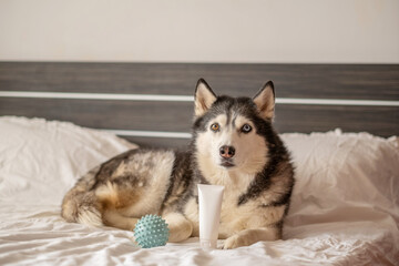 Siberian husky lying on bed beside blank tube of shampoo, bottle placed beside real northern dog, space left for own label. Wide shot. Concept of pet shampoo packaging shown with real dog © iwavephoto