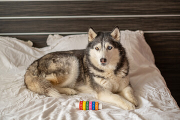 Adult husky guarding playtime ball on white bed, energy released without leaving bedroom, scene that modern brands keep asking for. Wide shot. Concept of playtime of adult dog at home © iwavephoto