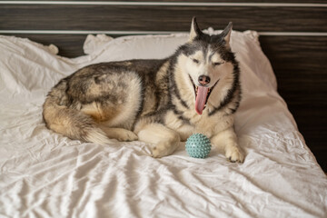 Siberian husky resting beside textured ball during playtime, energy released without leaving bedroom, mood every dog owner knows. Wide shot. Concept of playtime of adult dog at home © iwavephoto