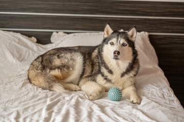 Adult husky guarding playtime ball on white bed, energy released without leaving bedroom, moment impossible to repeat on second day. Wide shot. Concept of playtime of adult dog at home © iwavephoto