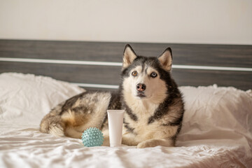 Fototapeta premium Blank white tube of shampoo standing in front of husky, mockup impossible to build from flat lay, frame for petcare campaign. Wide shot. Concept of pet shampoo packaging shown with real dog