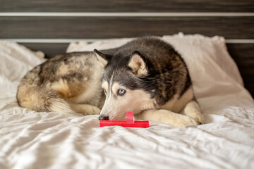 Siberian husky guarding bright rubber toy on white bed, game repeated through whole morning, frame for pet food campaign. Wide shot. Concept of favourite rubber toy of northern dog © iwavephoto