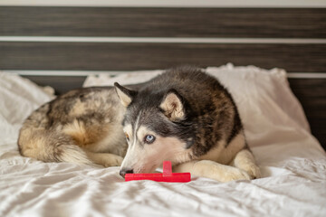 Adult husky lying beside chewed rubber bone at home, game repeated through whole morning, image made for honest content marketing. Wide shot. Concept of favourite rubber toy of northern dog © iwavephoto